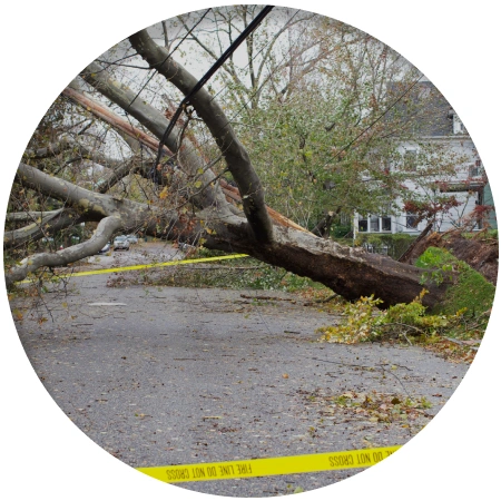 Emergency Tree Services 1