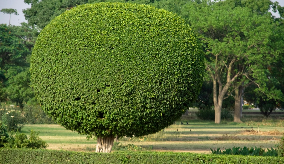 Tree Trimming & Pruning